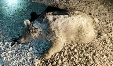 یک قلاده خرس قهوه‌ای در روستای جوربند با گلوله تلف شد
