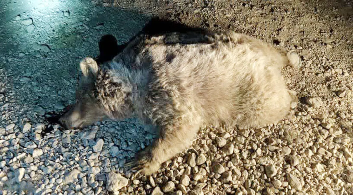 یک قلاده خرس قهوهای در روستای جوربند با گلوله تلف شد