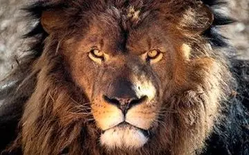 ویدیو| شوحی شوخی با دم شیرهم شوخی| صحنه‌ای هولناک از عاقبت غذا دادن به سلطان جنگل