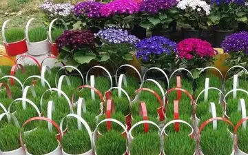 
شهروندان سبزه های نوروزی را به مناطق هشت گانه شهرداری تحویل دهند/ تعطیلی تمامی پارک های کرمانشاه در روز طبیعت