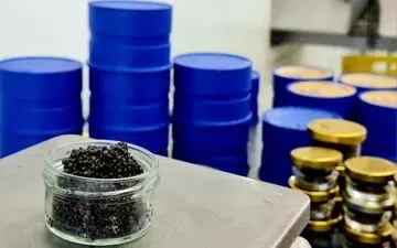 صادرات خاویار از مازندران رونق پیدا کرد