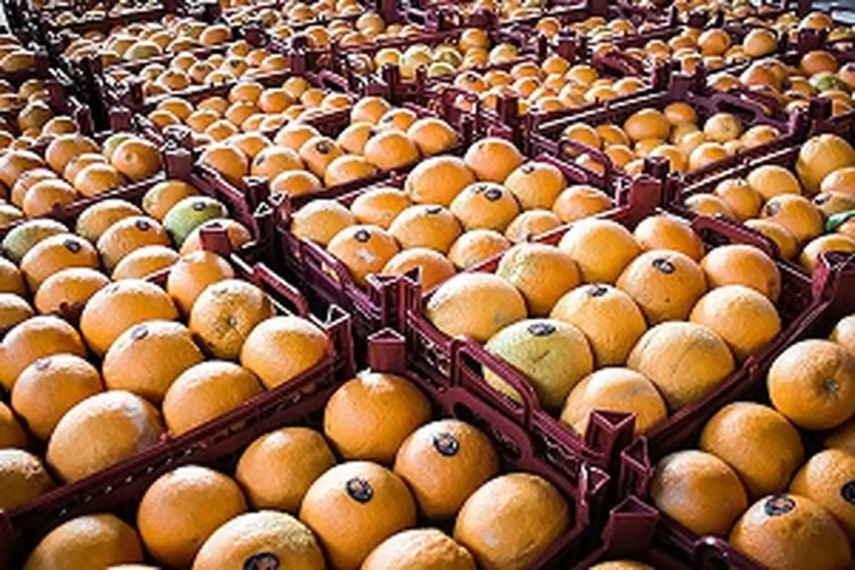  اگر پرتقال وارد نشود، قیمت سربه فلک می‌گذارد