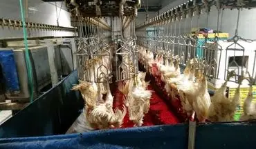 شناسایی کشتارگاه مرغ متخلف در کرمانشاه