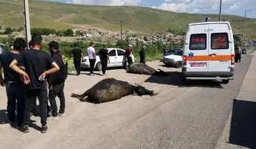 تصادف در گردنه صائین استان اردبیل/ هفت راس گاو تلف شد