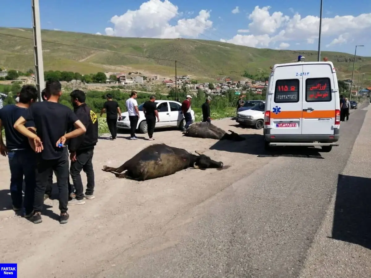 تصادف در گردنه صائین استان اردبیل/ هفت راس گاو تلف شد
