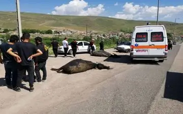 تصادف در گردنه صائین استان اردبیل/ هفت راس گاو تلف شد