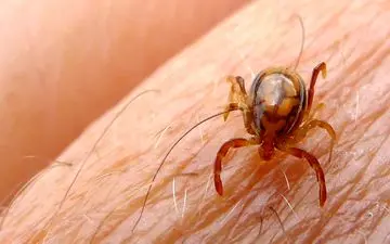 راه های پیشگیری از تب کریمه کنگو 