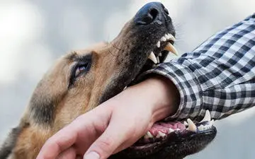 حمله سگ ۹ نفر را در سبزوار مصدوم کرد