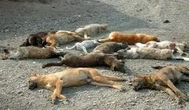 دستگیری تعدادی از معترضان به کشتار سگ‌ها در تهران
