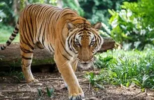 فیلم ببر وحشی در آب؛ سکوت مرگبار و نگاه آتشین شکارچی