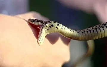 اقداماتی که پس از گزیدگی باید انجام داد 