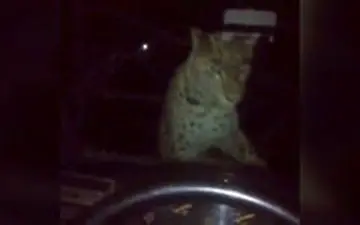 تلاش پلنگ ایرانی برای خوردن راننده بیل مکانیکی!