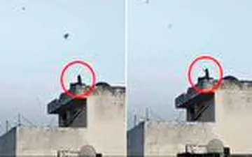 بادبادک بازی میمون در پشت بام!