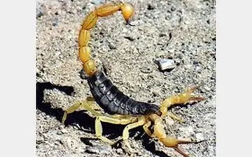 نیش عقرب کودک اندیشمکی را کشت