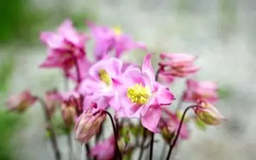 مصرف این چای گیاهی خطرناک است!