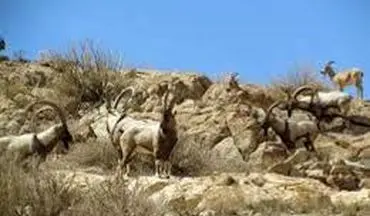 آغاز سرشماری پاییزه پستانداران در کرمانشاه