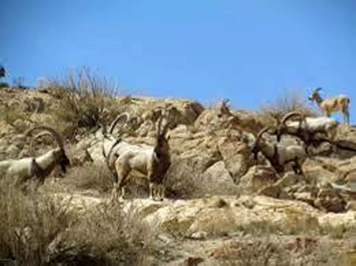 آغاز سرشماری پاییزه پستانداران در کرمانشاه