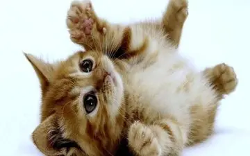 آیا موی گربه باعث نازاشدن خانم ها می شود ؟ + توضیحات