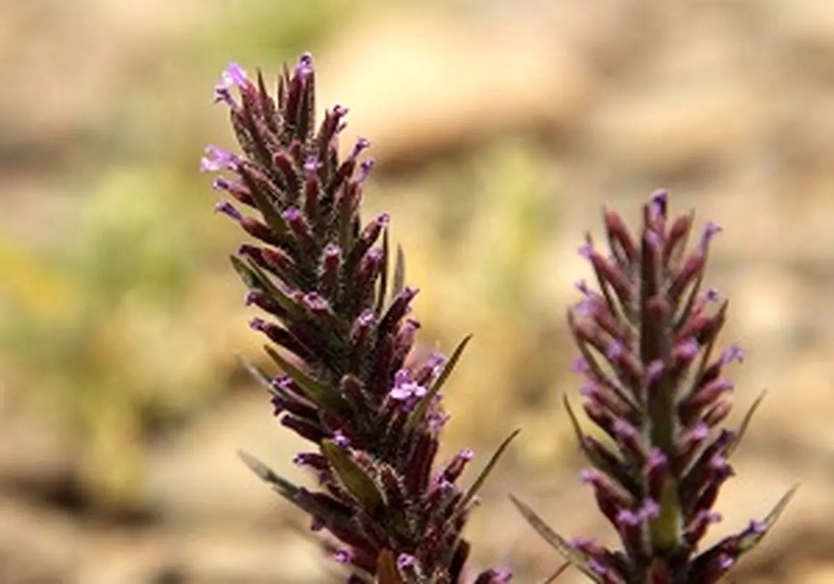 خواص معجزهآسای این گیاه در بهار