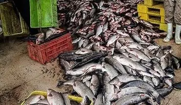 توقیف محموله‌ ۱۱۱۶ کیلوگرمی ماهی منجمد فاسد در ارومیه