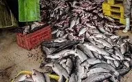 توقیف محموله‌ ۱۱۱۶ کیلوگرمی ماهی منجمد فاسد در ارومیه