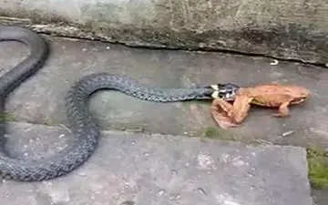 شکار دیدنی وزغ توسط مار + فیلم 