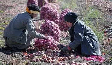‍ 

خرید توافقی محصولات کشاورزی در استان کرمانشاه از مرز ۱۰هزار تن گذشت

 

 