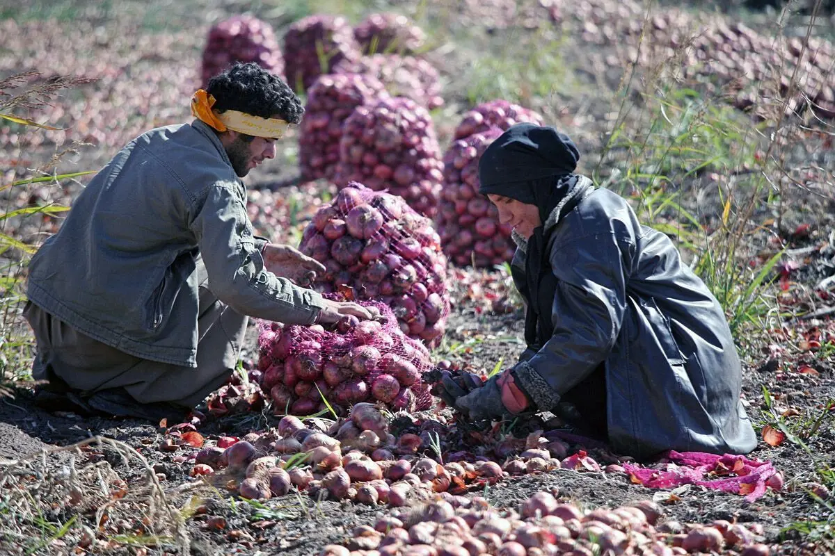 ‍ 

خرید توافقی محصولات کشاورزی در استان کرمانشاه از مرز ۱۰هزار تن گذشت

 

 