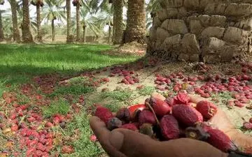 گرمازدگی 35نفر و خسارت به نخیلات در ریگان کرمان