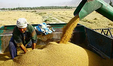 پیش بینی خرید 25 هزار تن گندم در شیروان