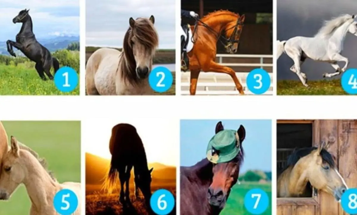 با انتخاب یک اسب متوجه شوید که ذاتاً یک مدیر هسیتد یا نه/ این تست پاسخ سوال شما را می دهد