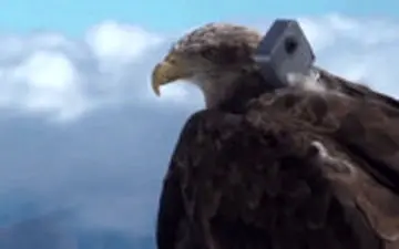 یخچال‌های آلپ از نگاه یک عقاب در حال پرواز