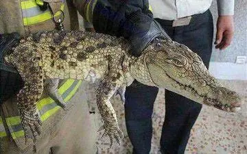 عکس/ وحشت ساکنان ساختمان مسکونی در تهران بخاطر یک تمساح!