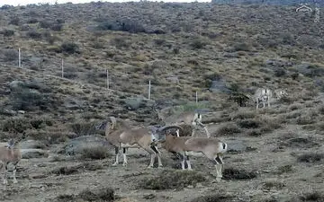 دستگیری شکارچی غیرمجاز در ارتفاعات «شن‌دره» فیروزکوه