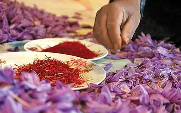 ادامه ماجرای قاچاق طلای سرخ ایران...