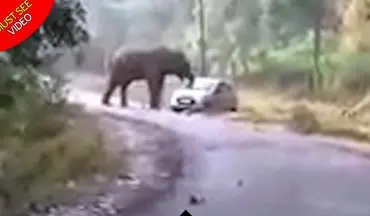حمله فیل خشمگین به اتومبیل معلمان! +فیلم 