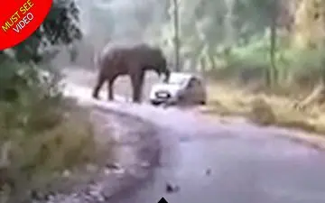 حمله فیل خشمگین به اتومبیل معلمان! +فیلم 