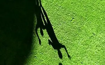 ماجرای پرونده یکی از فوتبالی ها در کلوپ شبانه امارات