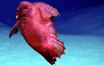 ویدئویی جالب از هیولای مرغ بی سر در اقیانوس جنوبی