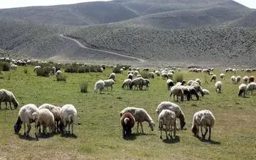  در آینده‌ای نزدیک عشایر منطقه مغان ساماندهی می‌شوند