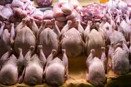 قیمت روز مرغ ۲۵ شهریور ۱۴۰۴؛ نرخ‌های جدید را اینجا ببینید!