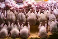 قیمت روز مرغ ۲۵ شهریور ۱۴۰۴؛ نرخ‌های جدید را اینجا ببینید!