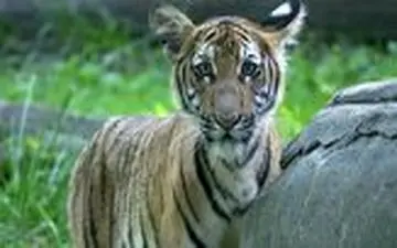 انتقال ویروس کرونا از انسان به حیوان/ ابتلای ببر مالایی به کووید-۱۹ در باغ وحش