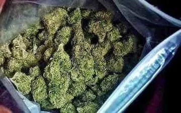 کشف 25 کیلو گرم ماده مخدرگل در صحنه 

 

