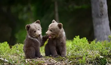 کمک به خرس سوخته در جنگل های آمریکا + فیلم