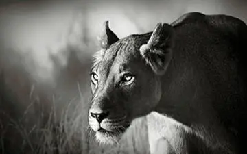 تمرکز حیرت آور یک شیر در لحظه شکار