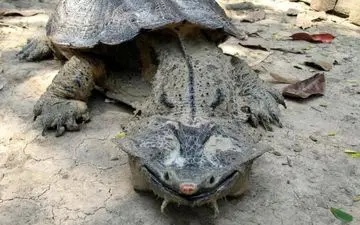 ترسناک‌ترین لاکپشت جهان / ترسناک‌ترین جانور آب شیرین دنیا