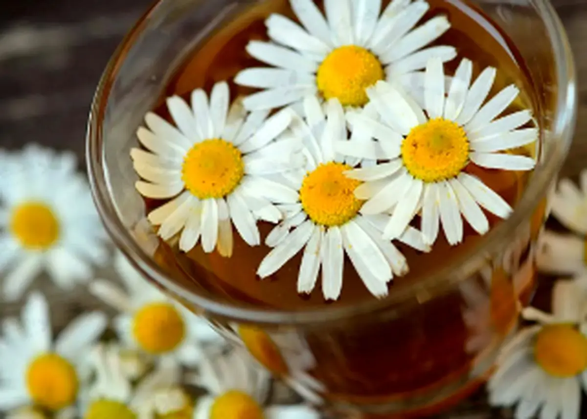 خواص جادویی بابونه برای درمان سرماخوردگی