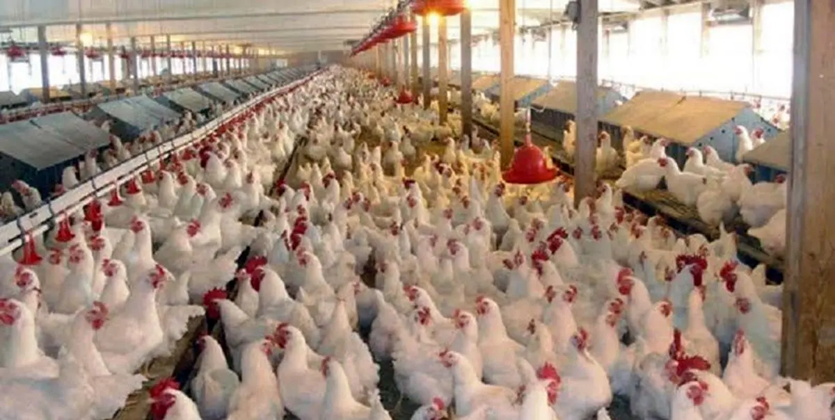 تکاپوی تولیدکنندگان مرغ برای بازار نوروزی و ماه رمضان
