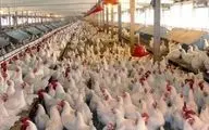 تکاپوی تولیدکنندگان مرغ برای بازار نوروزی و ماه رمضان
